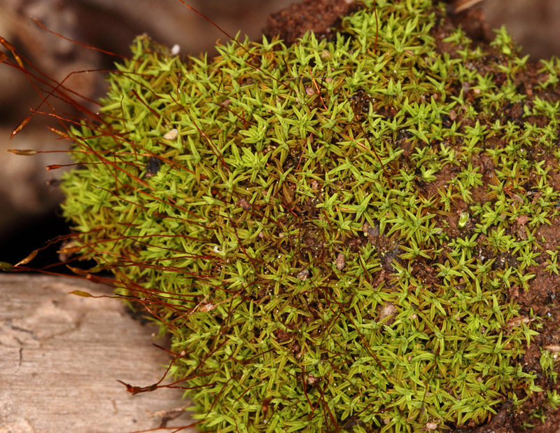 Bryoerythrophyllum recurvirostrum